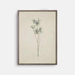 May include: A framed botanical illustration of a dried thistle plant with delicate green stems and blue-grey flower heads.