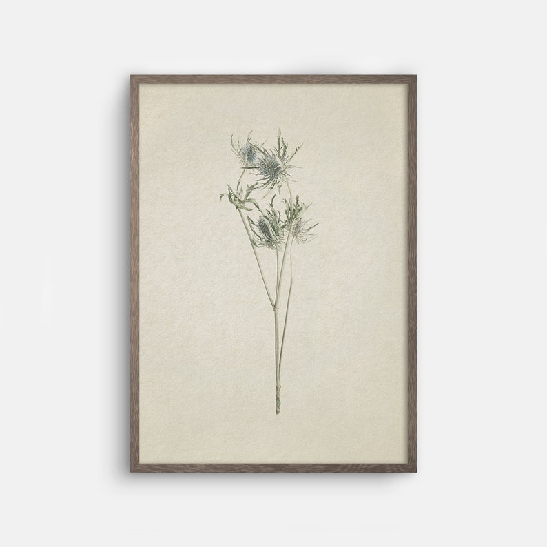 May include: A framed botanical illustration of a dried thistle plant with delicate green stems and blue-grey flower heads.