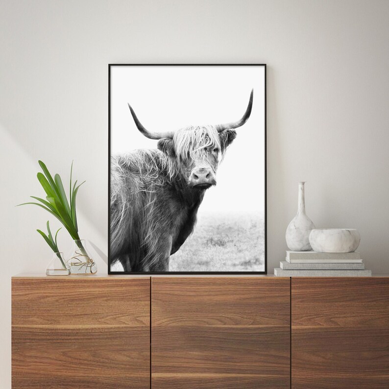 Pu&ograve; includere: Fotografia in bianco e nero di una mucca Highland con pelo lungo e irsuto e grandi corna. La mucca guarda direttamente la fotocamera.