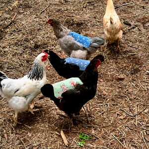 May include: A group of chickens with various feather colors, including white, black, and gray, are shown outdoors. Some chickens wear decorative saddle-style hen aprons in blue and floral patterns. The ground is covered in dry leaves and twigs.