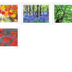 James Spaeth Art set of (4) assorted photo mount note cards from original art trees