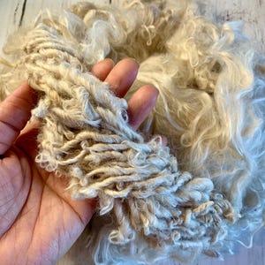 Suri Alpaca Fleece, Washed Wool for Hand Spinning, Alpaca Prime Multi Beige, Fawn, from Sharli 2 OZ