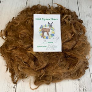 May include: A pile of Suri Alpaca Fleece in shades of brown and tan. A small card on top reads "Suri Alpaca Fleece" with an illustration of an alpaca. The card also indicates the fleece weighs 3 ounces and is from "Milano prime."