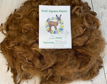Natural Brown Suri Alpaca Fleece, Washed Fleece from Milano for Hand Spinning and Craft Fiber, Prime 3 OZ 2025 Handshorn with LOVE in Texas