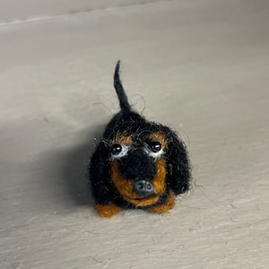Tiny Dachshund