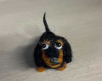 Tiny Dachshund