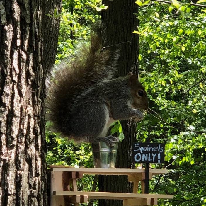 Squirrel Picnic Table Etsy UK