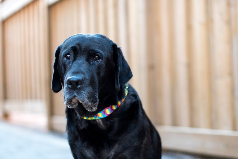 34 Pride Rainbow Collars