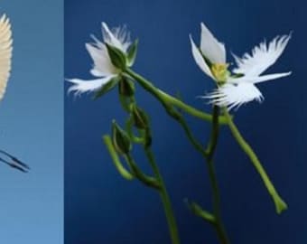 L'orchidée aigrette blanche Habenaria Radiata 1 bulbe