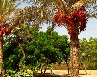 5 seeds Phoenix dactylifera 2 free..Sexual.Rare Date Palm Seeds.Bonsai Seeds 5 seeds Phoenix dactylifera 2 free..Sexual.Rare Date Palm Seeds.Bonsai Seeds