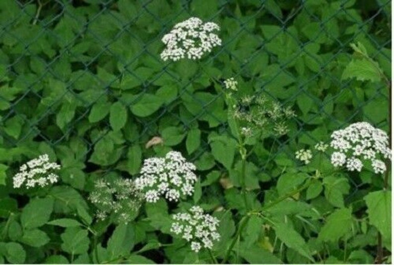 Rare 20 seeds Skirret Sium sisarum image 2