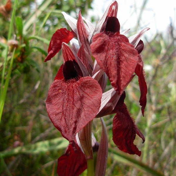 rare 1 bulb serapias cordigera