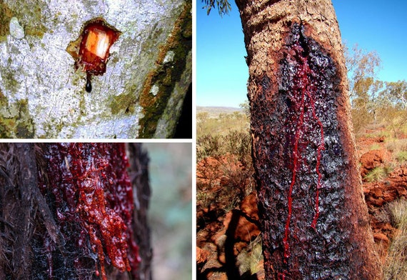 5 semi freschi di albero del drago Dracaena Draco, Sangue di drago