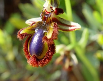 rare 1 bulb ophrys vernixia