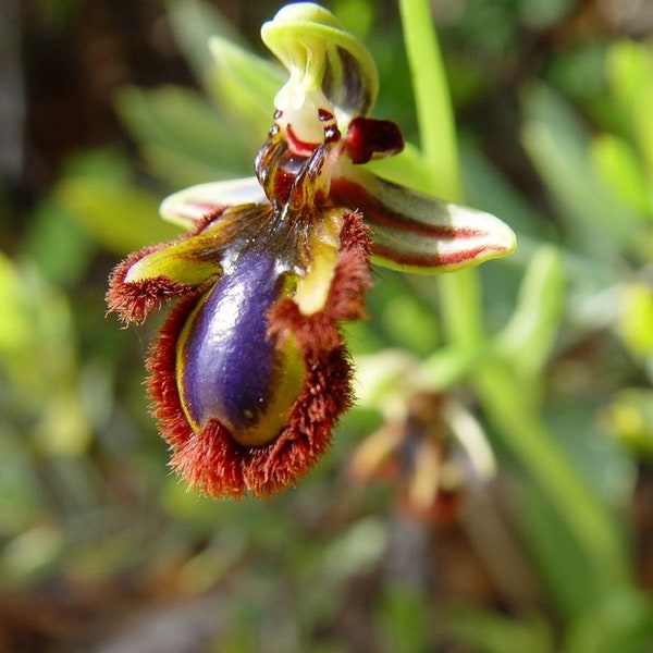 rare 1 bulb ophrys vernixia