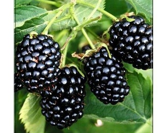 Rara mora gigante Rubus fruticosus 2 esquejes frescos