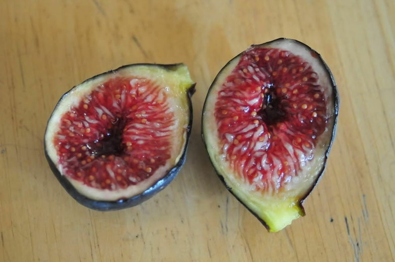 Ficus Carica Black Madeira Portuguese Fig Varieties 50 Fresh Etsy UK