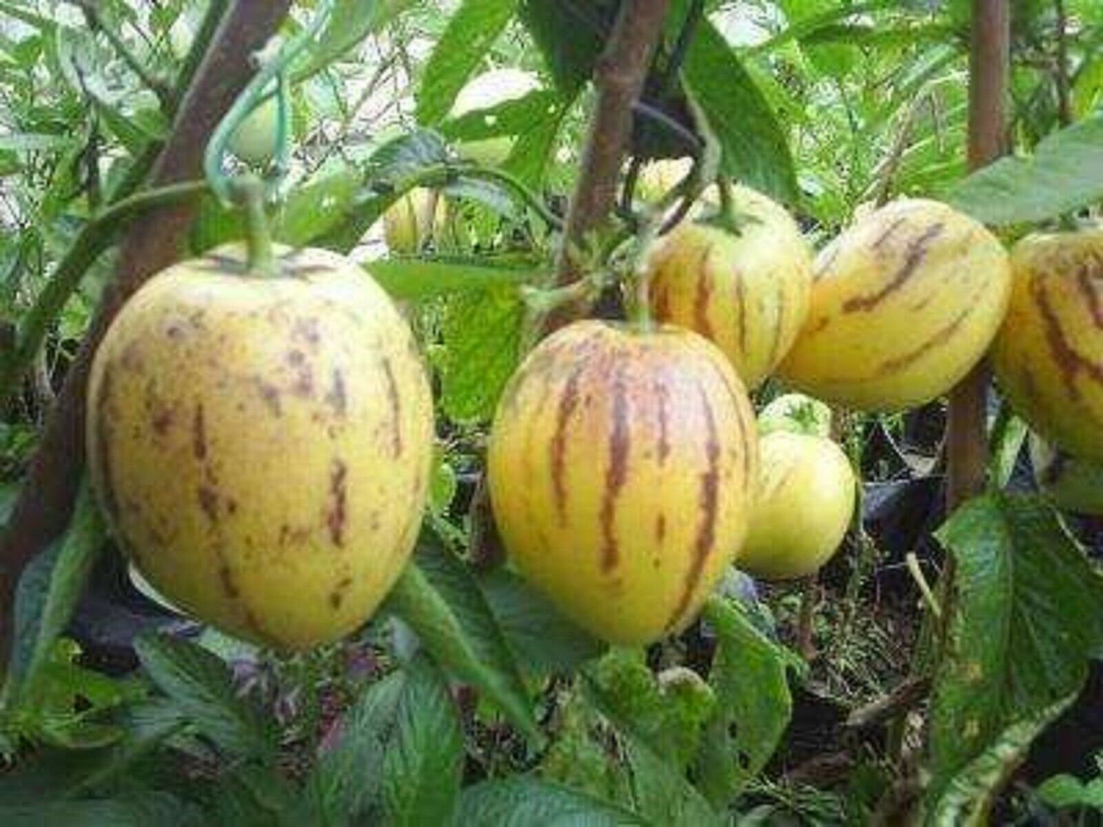 Купить Семена Дынной Груши