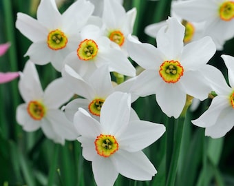 10 bulbs  Fragrant narcissus Daffodil 'Pheasant's Eye'