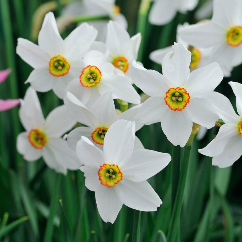 10 bulbs Fragrant narcissus Daffodil 'Pheasant's Eye' zdjęcie 1