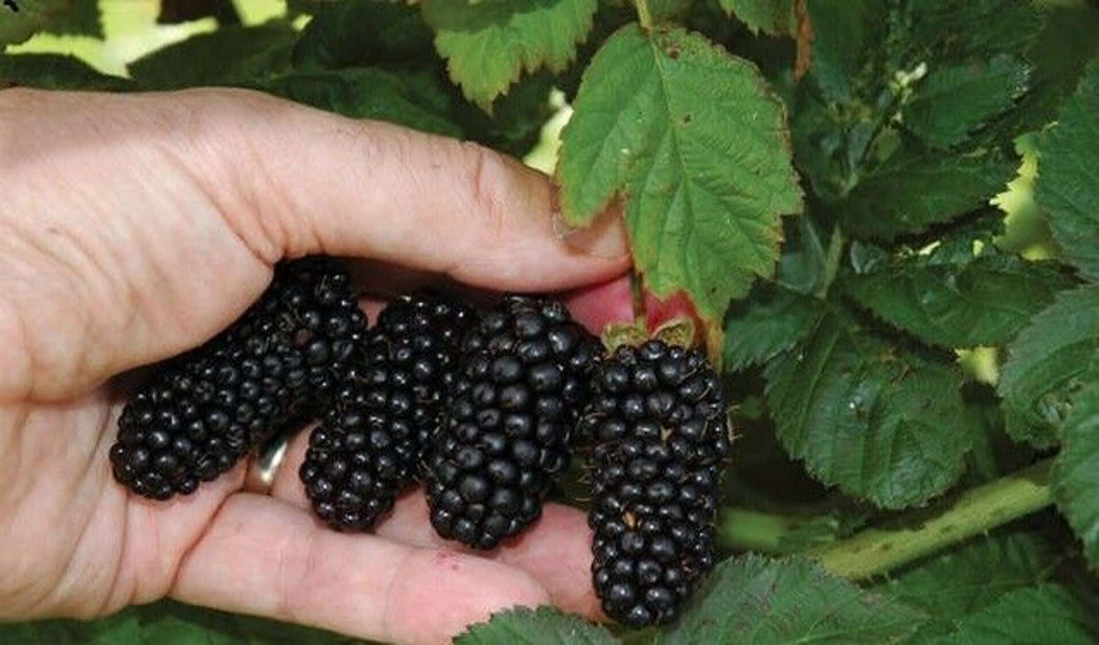 Rare Giant Blackberry Rubus Fruticosus 20 Seeds Etsy