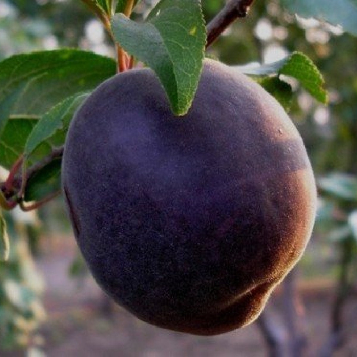 Black sapote fruit - Etsy 日本