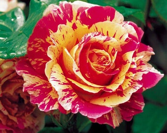 Rare Rose  Magical Roses TEAHIBRID MONET 3 fresh cuttings