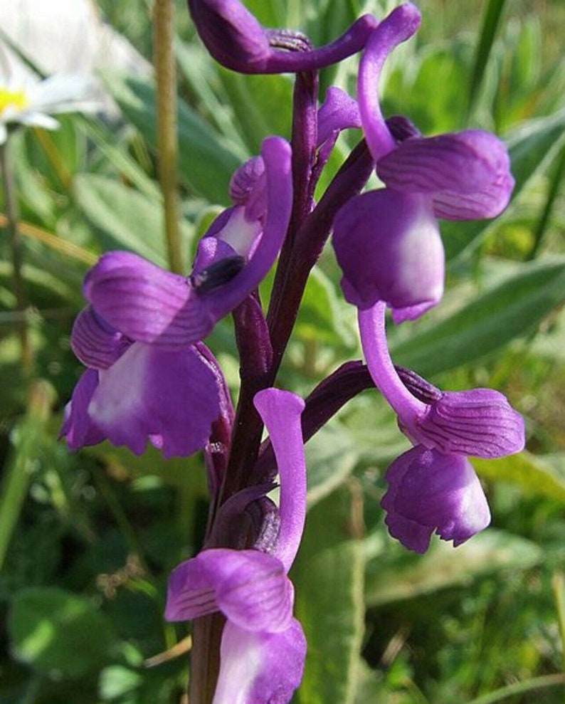 rare Orchis morio 1 bulb NOT PLANT image 2