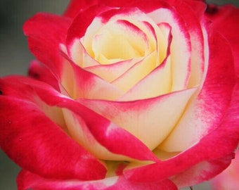 Double Delight Rose New Zealand Double Delight Rose New Zealand, Double Delight Roses Nz