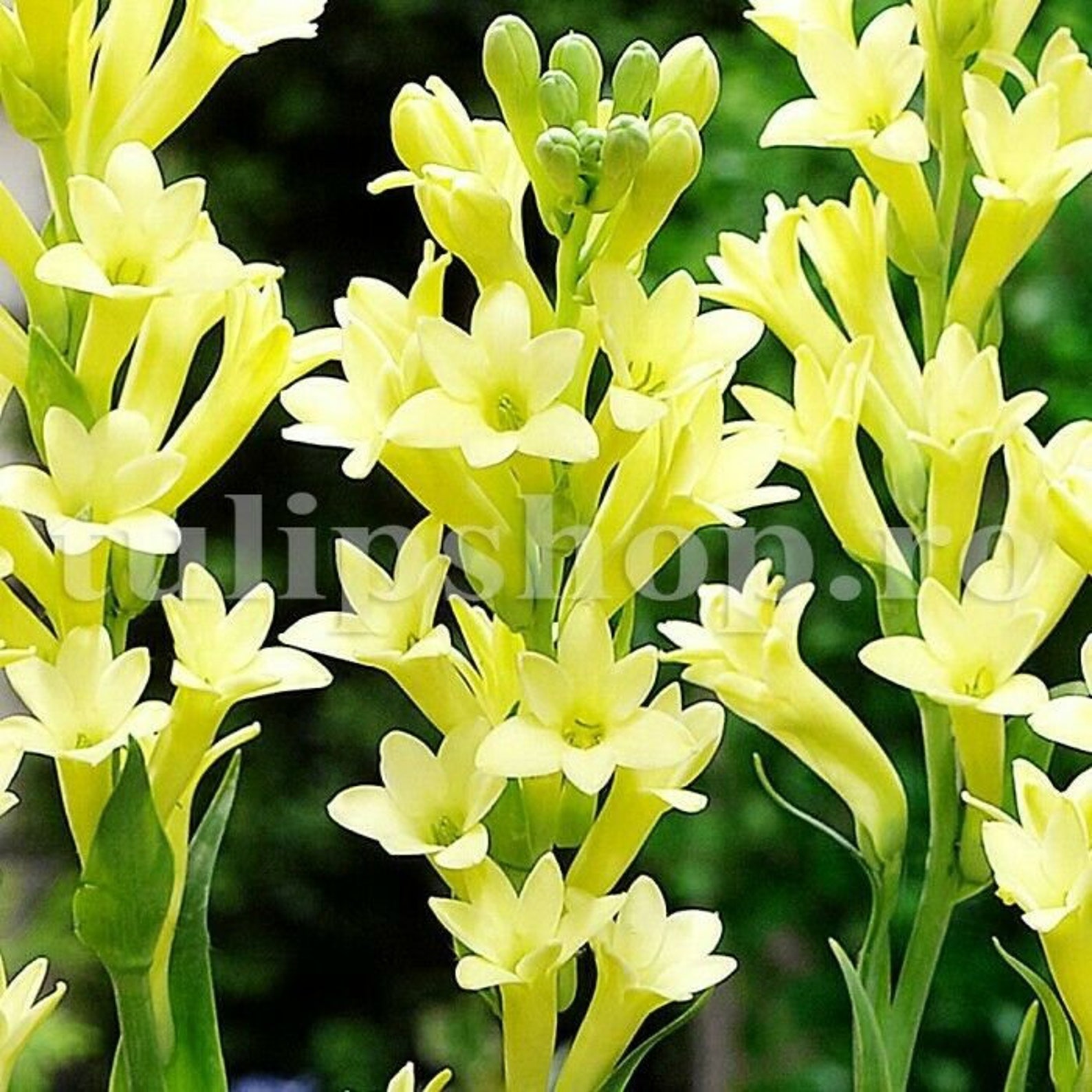 Yellow Fragrant Polianthes Tuberosa Polyanthus Lily 1 Bulb | Etsy