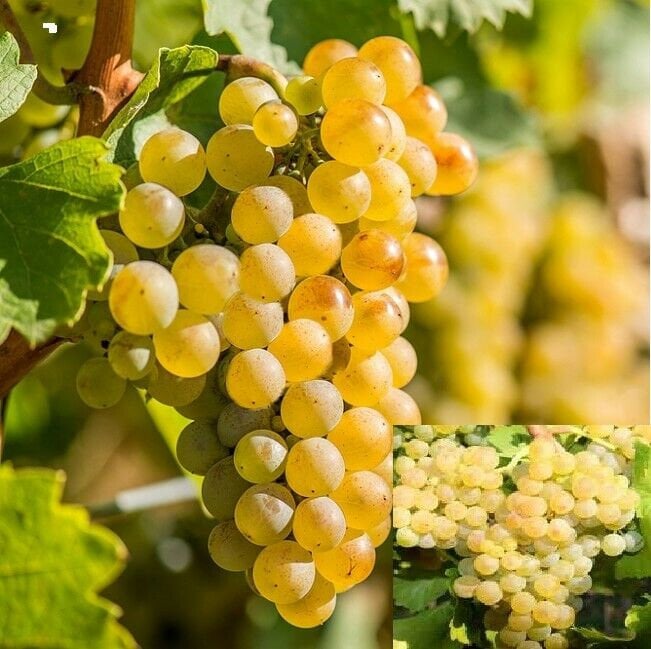 Riesling grape discount