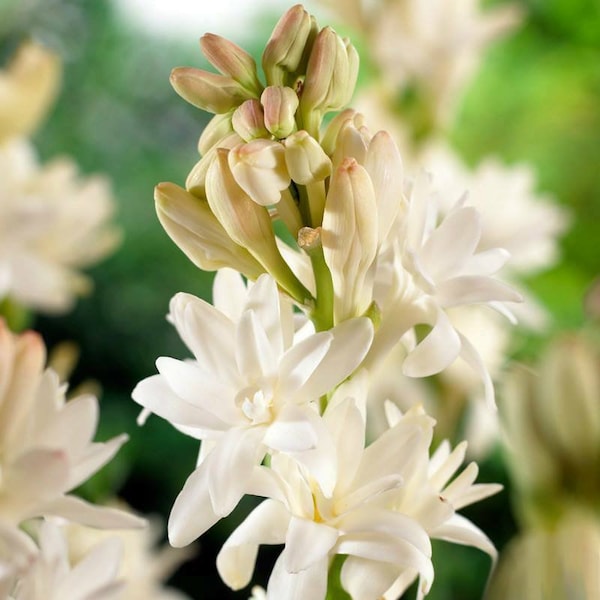 Fragrant Polianthes tuberosa, Polyanthus lily  5 small bulbs