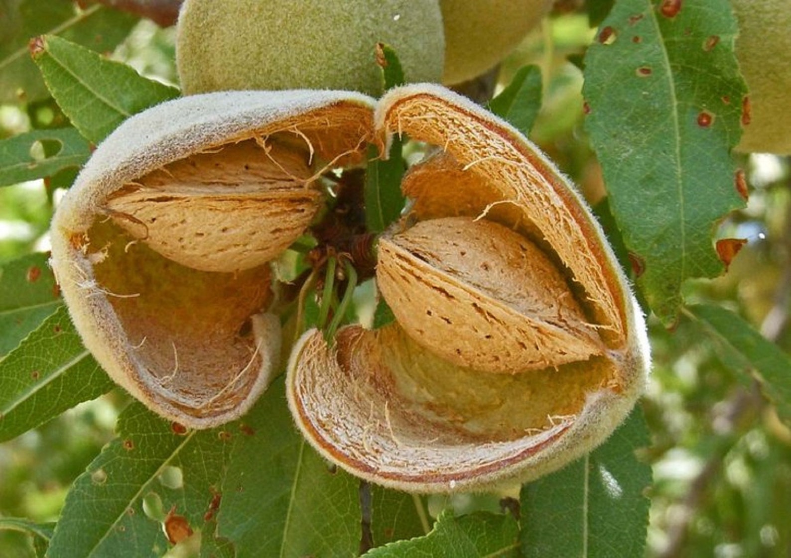 10 Fresh Seeds Prunus Dulcis Variety Padre Sweet Almond Zone 6 Etsy