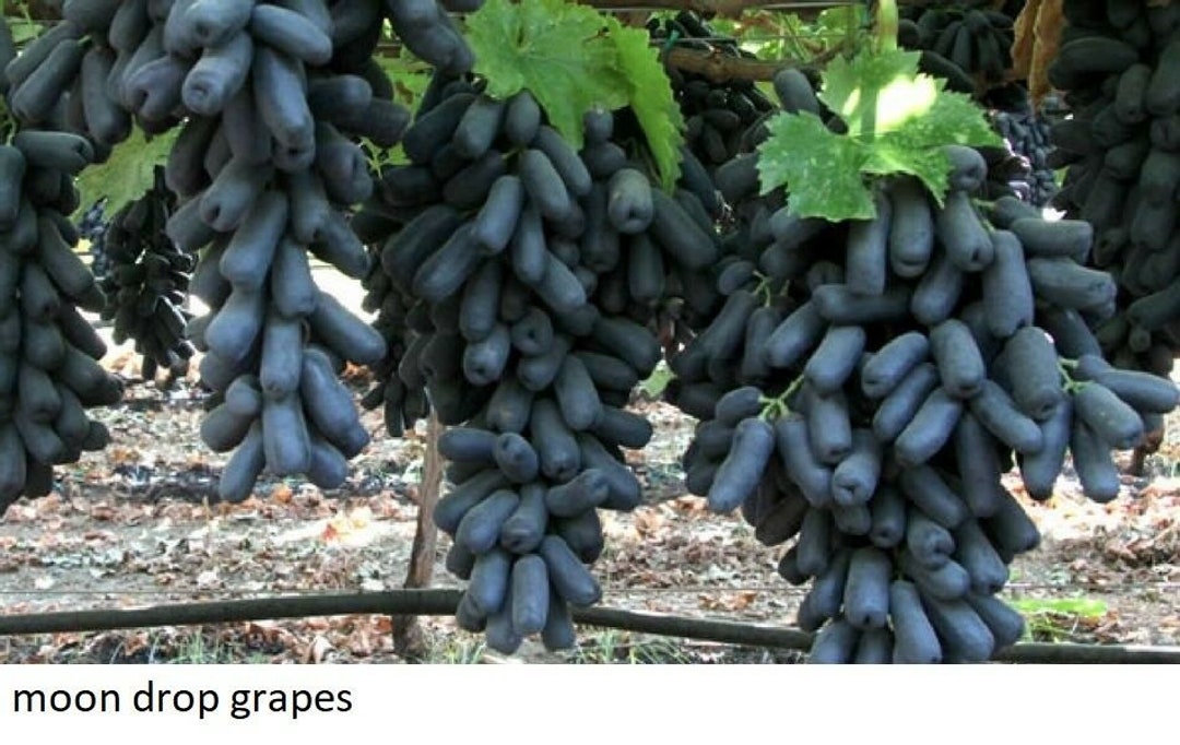 Seltene Mondtropfen Trauben 3 frische Stecklinge Etsy.de