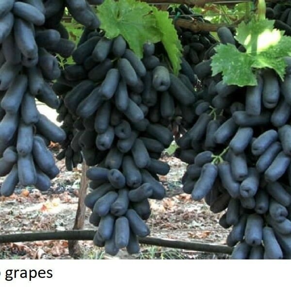 Rare moon drop grapes 3 fresh cuttings