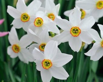 Fragrant narcissus Daffodil 'Pheasant's Eye' 3 bulbs