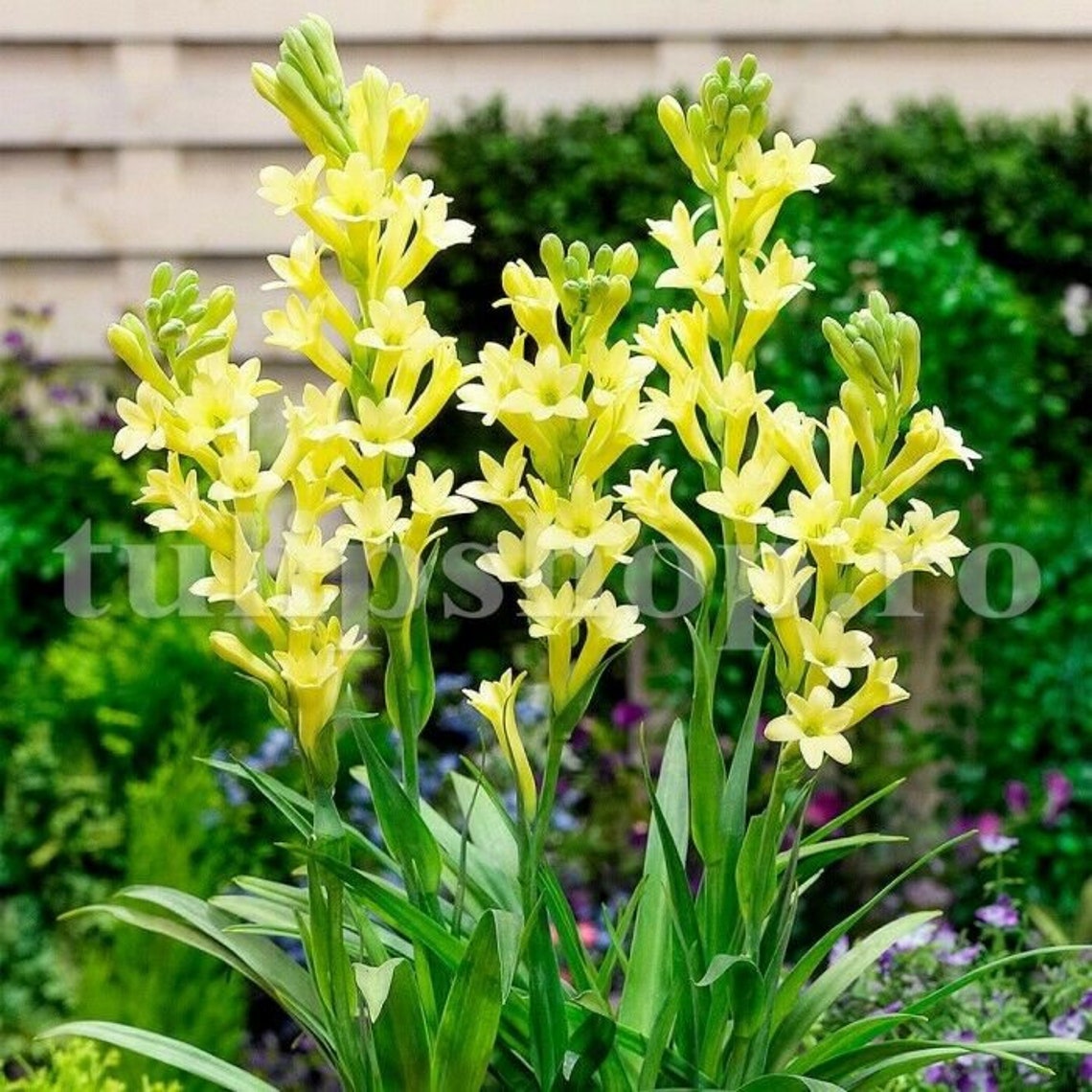 Yellow Fragrant Polianthes Tuberosa Polyanthus Lily 1 Bulb Etsy