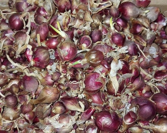 10 Egyptian Walking Onion Bulbs Organic Small Size Top sets Bulbs