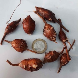 zeldzame Apios americana, hopniss, Indiase aardappel-aardappelboon