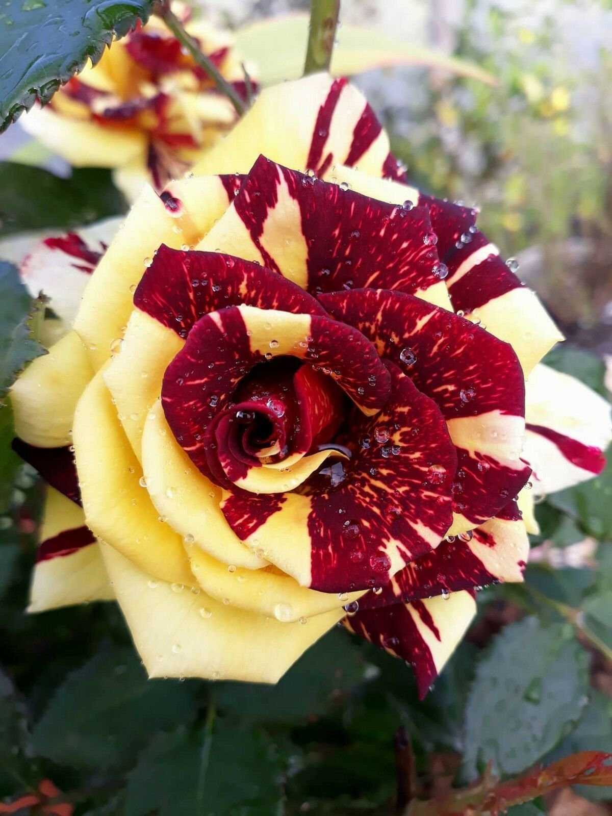 Rare simsalabim Rose  Magical Roses 1 Live Flowering Plant