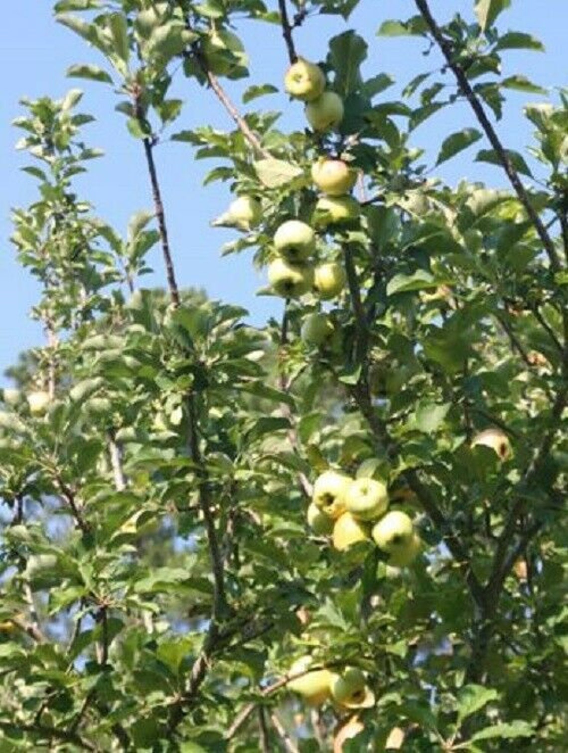 Rare 3 fresh cuttings Dorset golden apple tree Etsy