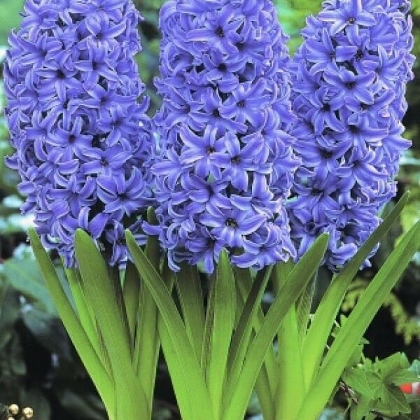 3 bulbs Hyacinth Blue Jacket giant Hyacinth