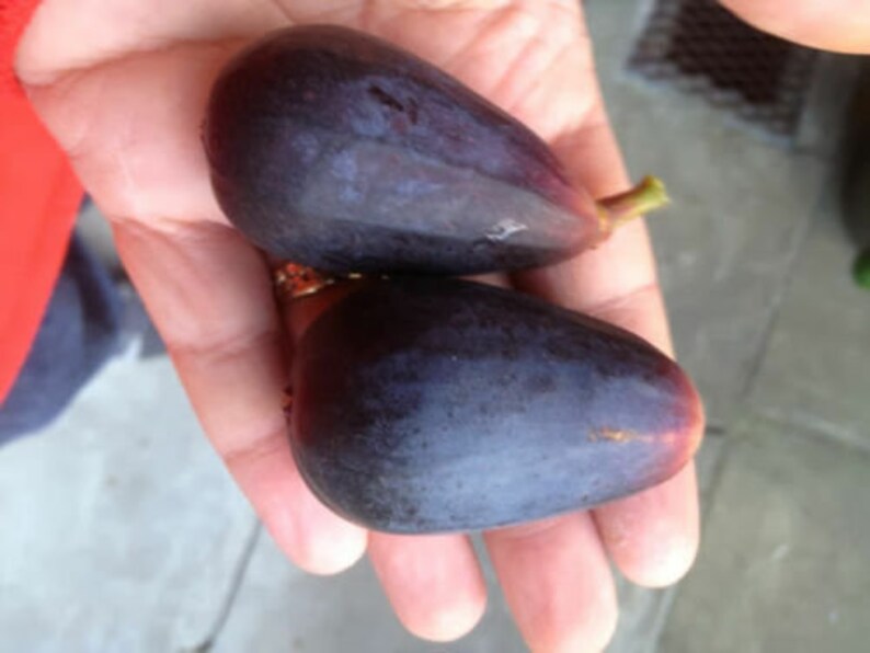 Rare Figs Long Black Bêbera Prêta Fig Treesfruiting Fig Etsy Australia