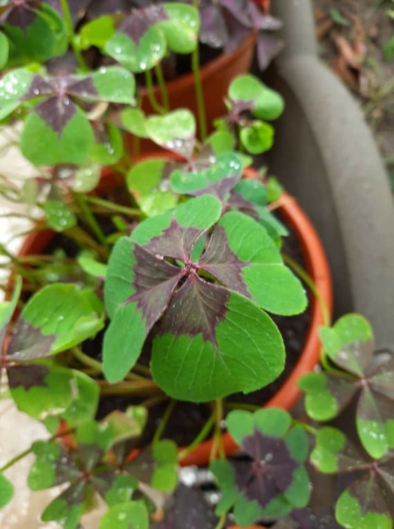 3 bulbs Giant Lucky Clover Oxalis Iron Cross Love plant