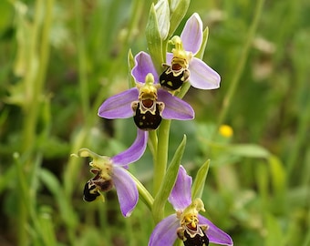 Seltene Ophrys apifera – Bienenorchidee 1 Glühbirne