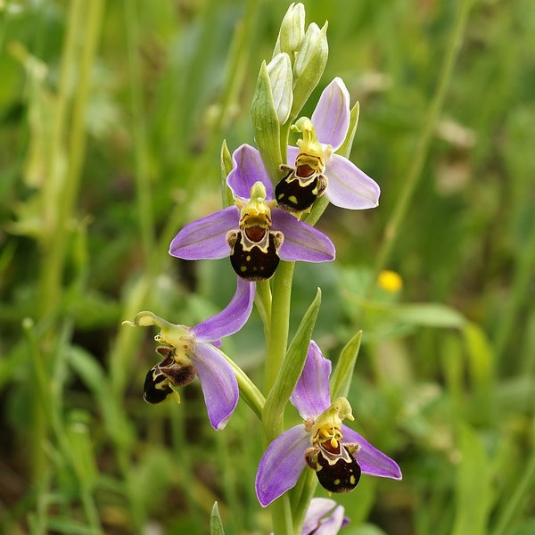 Seltene Ophrys apifera – Bienenorchidee 1 Glühbirne