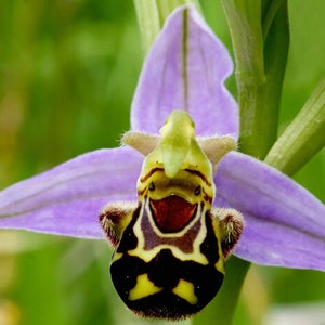 rare ophrys apifera 1 bulb NOT PLANT