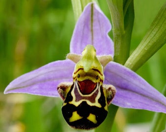 rare ophrys apifera 1 bulb NOT PLANT