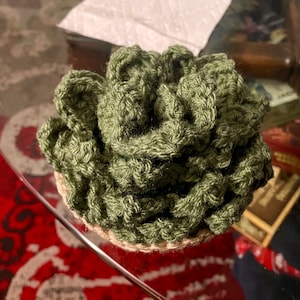 Succulent Pot Coaster Set