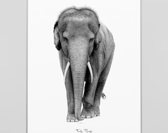 Asian elephant - A3 art print